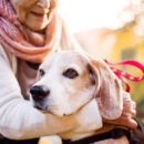 The Benefits of Pet Therapy In Assisted Living image